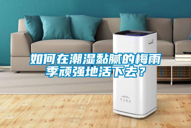 如何在潮濕黏膩的梅雨季頑強地活下去？