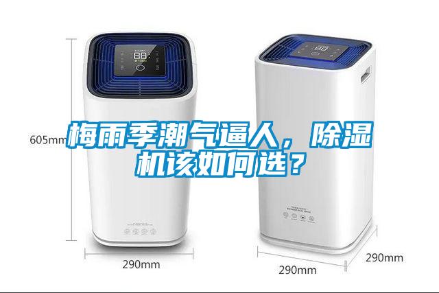梅雨季潮氣逼人，除濕機該如何選？