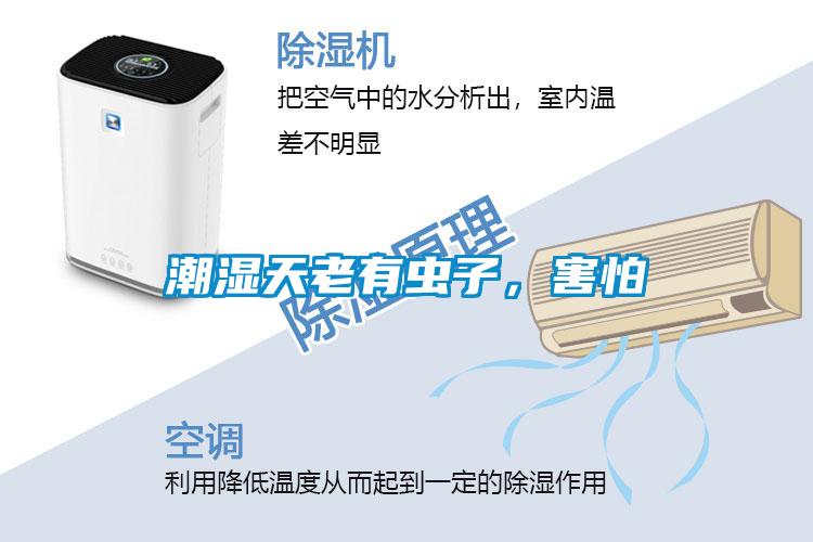 潮濕天老有蟲(chóng)子，害怕