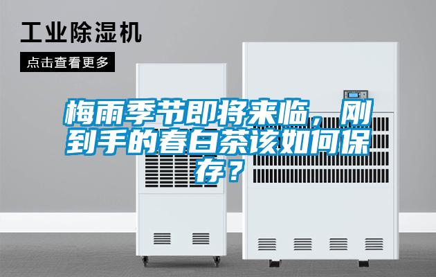 梅雨季節即將來(lái)臨，剛到手的春白茶該如何保存？