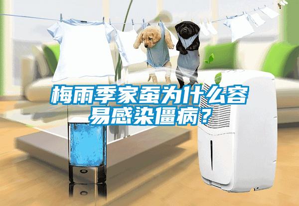 梅雨季家蠶為什么容易感染僵??？