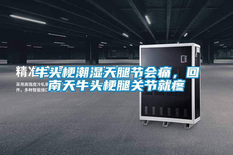 牛頭梗潮濕天腿節會(huì )痛，回南天牛頭梗腿關(guān)節就疼