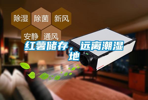 紅薯儲存，遠離潮濕地