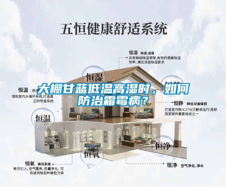 大棚甘藍低溫高濕時(shí)，如何防治霜霉??？